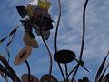 Buzz-saw flower (zoom)